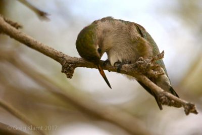 Photograph of Hummingbird cleaning its beak on a branch